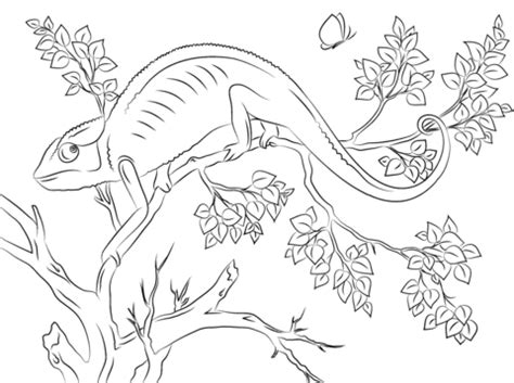 Have you gotten on the coloring craze train yet? Cute Chameleon coloring page | Free Printable Coloring Pages