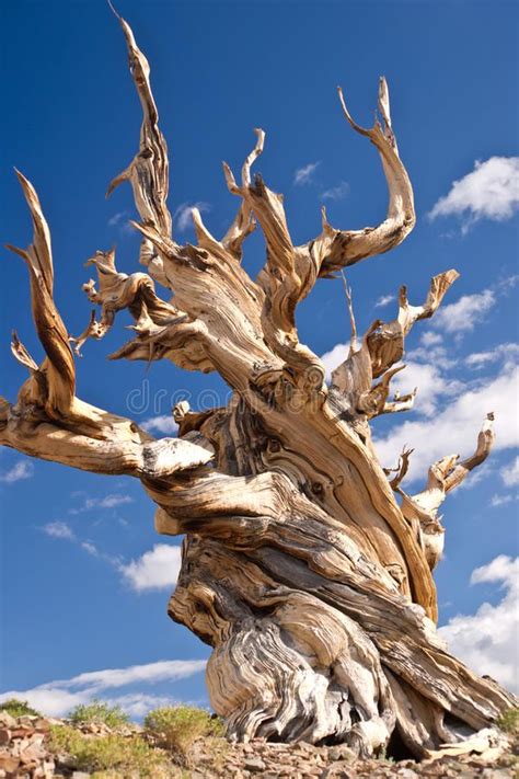 Worlds Oldest Tree The Bristlecone Pine Twisted Trunk Of An Ancient