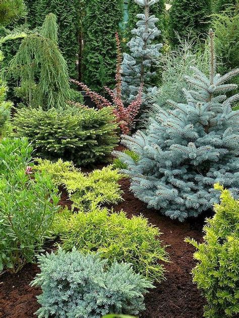 33 Wonderful Evergreen Landscape Ideas For Front Yard Растения Идеи