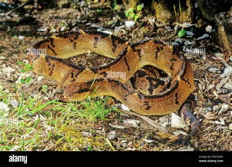 Lachesis Muta Also Known As The Southern American Bushmaster Or