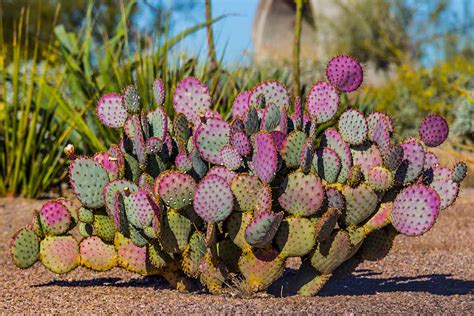 How To Grow Prickly Pear Cactus Gardeners Path