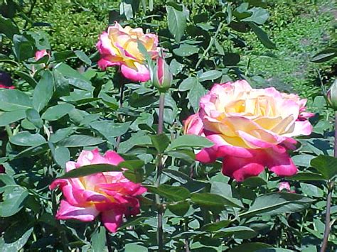 Multi Colored Rose Bush Flickr Photo Sharing
