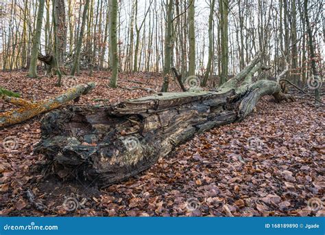 Tree Trunk On The Forest Floor Stock Photo Image Of Rotten Orange