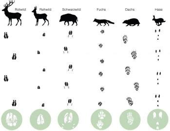 Dieser naturführer zeigt erstmalig spuren in lebensgroßer abbildung von 65 tieren in feld, wald und wiese. Spurenleser: Gibt es sie noch? | wissen.de