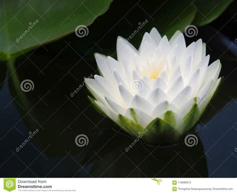 Lotus Flower Or Water Lily With Green Leaves Beautifully