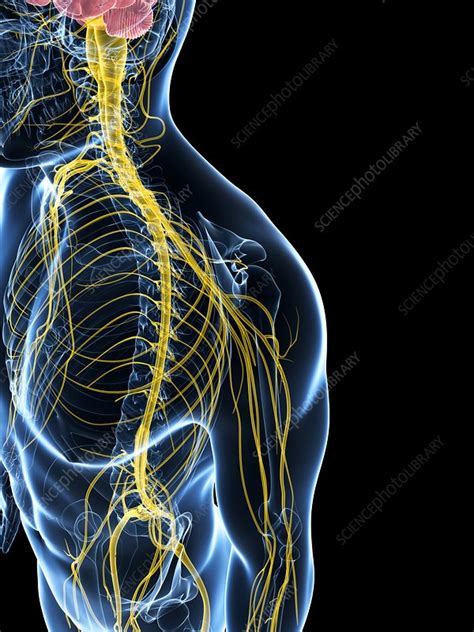 Human Nervous System Artwork Stock Image F0101852 Science Photo