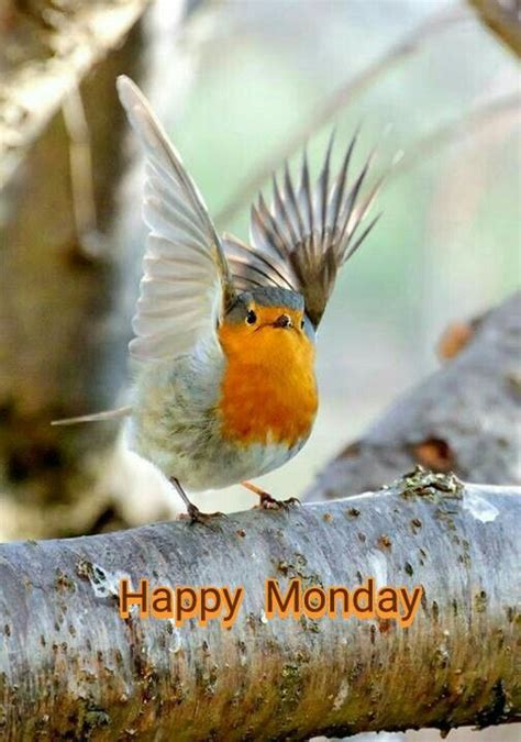 Happy Monday Beautiful Birds Animals Birds