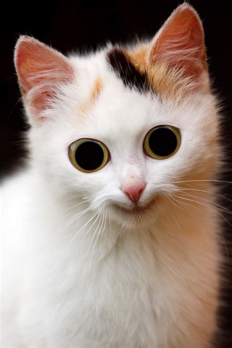 The Funniest Cats Cat Breeds Cute Vrogue Co