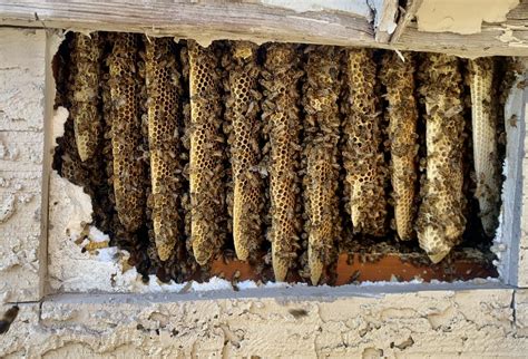 Bee Removal Scottsdale Stung And Sticky Beekeeper Llc Live Bee
