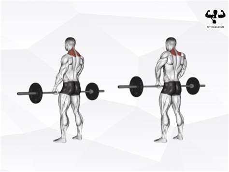 Barbell Shrugs How To And Benefits Fitdominium