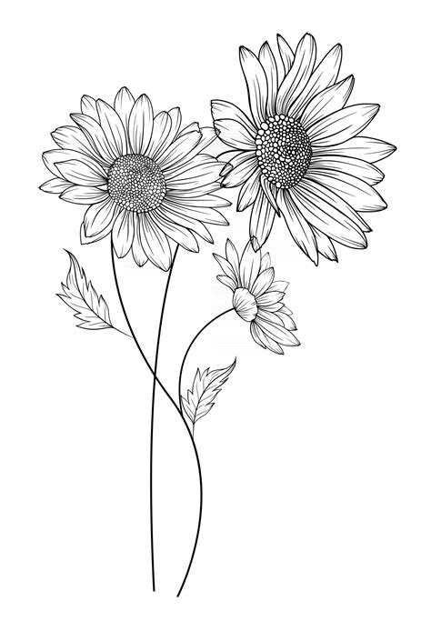 Daisy Drawing Outline
