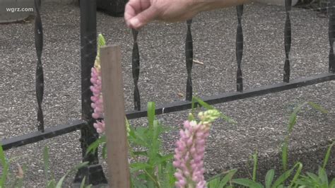 Your best chance of getting deer out of your garden is before they realize it is a great source of food and program it in their mental buffet line. 2 the Garden: How to keep deer away from your plants ...
