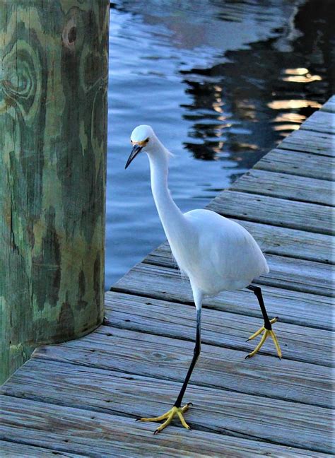 White Florida Bird Photograph By Tammy Brewer Fine Art America