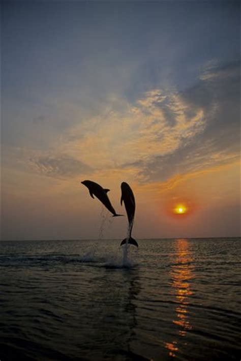 1000 Images About Dolphins On Pinterest Swim Cancun