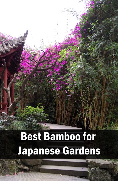 Best Bamboo Plants For Japanese Zen Gardens Lewis Bamboo Zen Garden
