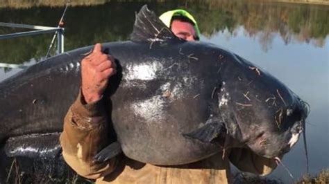 Colossal Catfish Pulled From North Carolina River Abc7 New York