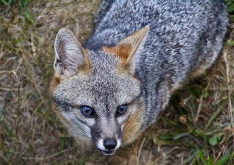 Close Up Of A Gray Fox By Christine Gilbert Mendonoma Sightings Grey