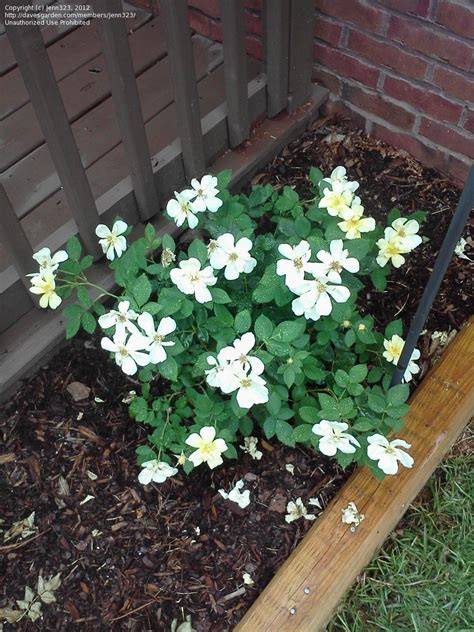 4.6 stars from 8 shoppers. PlantFiles Pictures: Shrub Rose 'Sunny Knock Out' (Rosa ...