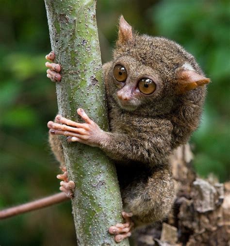 This Is The Spectral Tarsier Tarsiers Have The Largest Eyes In
