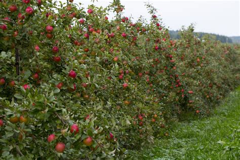 This tree has sterile pollen and thus needs another apple to pollinate it. How to Grow Honeycrisp Apple Trees | Honeycrisp apple tree ...