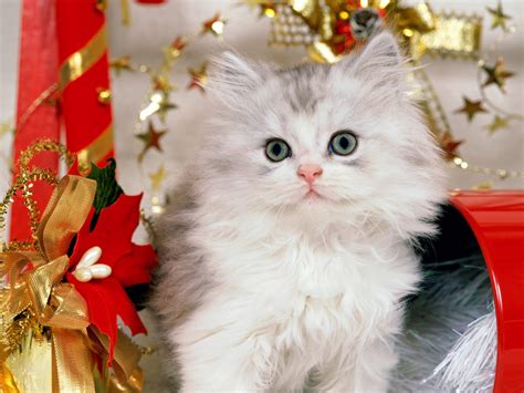 40 Cute Merry Christmas Wallpapers To Download For Free