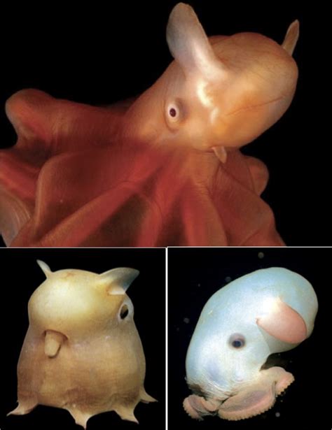 Dumbo Octopuses Are So Named For Their Likeness To The Disney Elephant