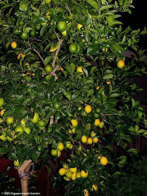 PlantFiles Pictures: Meyer Lemon Tree, Meyer's Lemon Tree ...