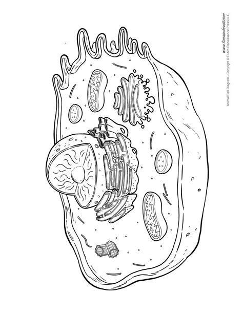 Animal Cell Sketch Animal Cell Diagram Unlabeled Tims Printables