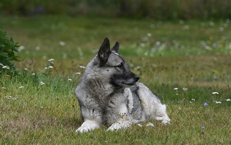 Norwegian Elkhound The National Dog Of Norway