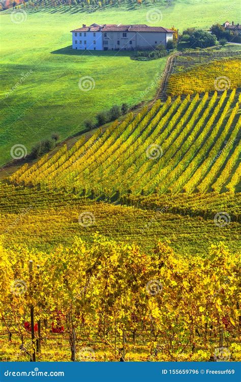 Rural Autumn Landscapes Of Beautiful Piemonte Golden Vineyards Italy