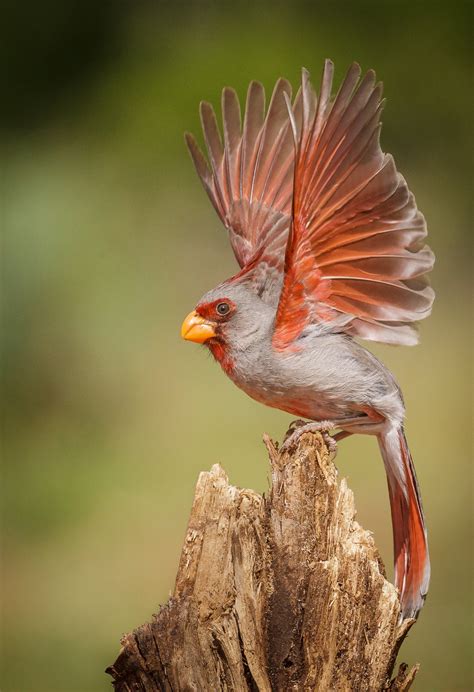 The Pyrrhuloxia A Unique Bird That Brings Life To The Barren Lands