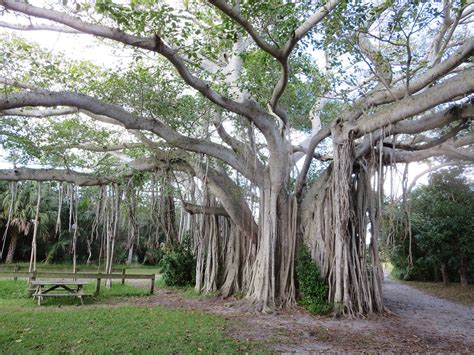 Giant Banyon Tree Hugh Taylor Birch State Park Fort Laud Flickr