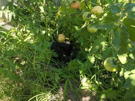 My Sweet Girl Keeping The Garden Safe Rgardening