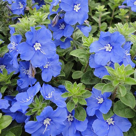Evolvulus Blue My Mind Blue Daze Blue Flowers Garden Annual