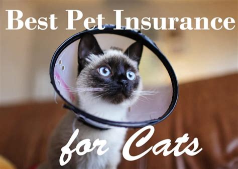 Best Pet Insurance Companies For Cats In 2023 Cat Mania