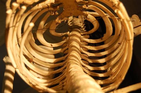 Pin By Lya Hetfield On Hooman Human Ribs Rib Cage Skeleton Bones