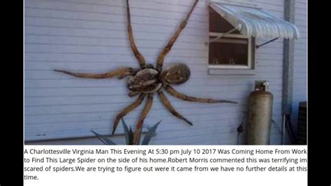 Giant Spider Charlottesville Virginia Man Finds On His House In 2021