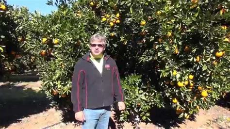 Navel Orange Pruning With Darren Minter Part 1 Youtube