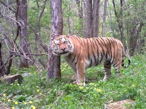 Siberian Tigers Pictures