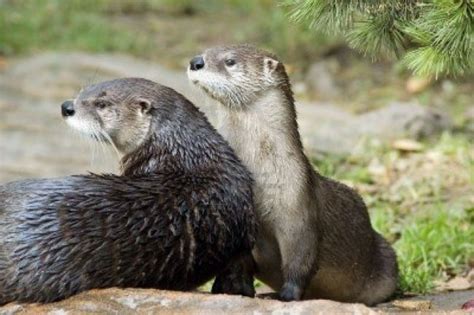 River Otter Otters
