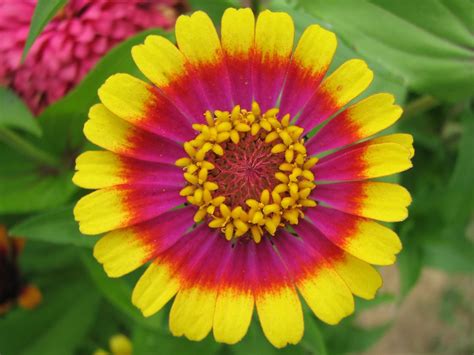 Zinnia Free Stock Photo Close Up Of A Colorful Zinnia