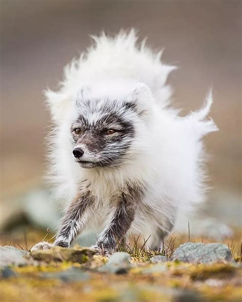 Pin By Barbara Rathmanner On Arktis Füchse ☀️ Fox Pups Arctic Fox Fox