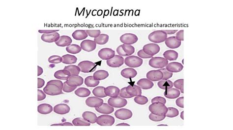 Mycoplasma Habitat Morphology Culture And Biochemical