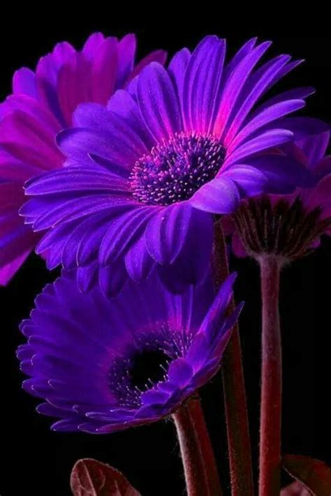 Pin By Brittany Buck On Purple Pretty Flowers Photography Spring