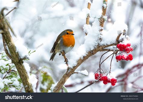 19049 Robin Winter Images Stock Photos And Vectors Shutterstock