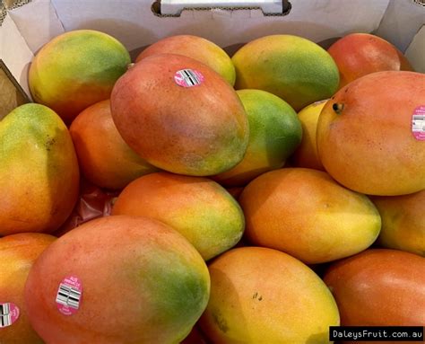 Buy Mango Keitt Grafted Fruit Trees In Australia Manera Indica