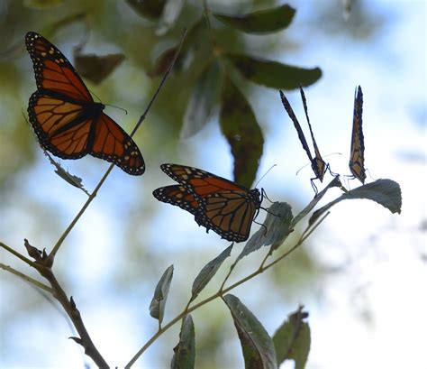 Endangered Species Act Petition Wrong Tool For Monarch