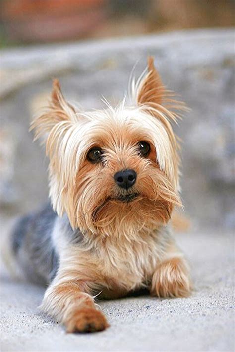 Miniature Yorkshire Terrier For Sale In Uk 64 Used Miniature