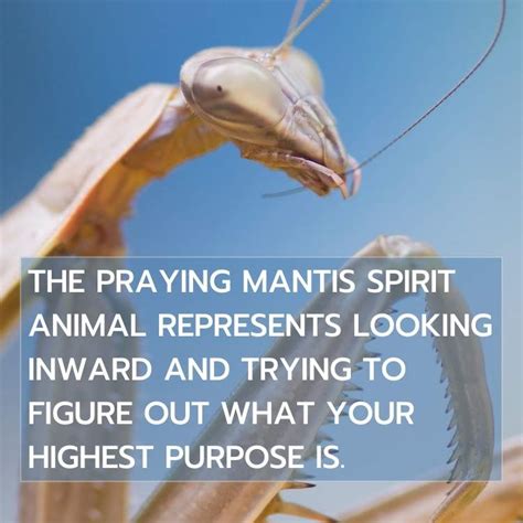 Praying Mantis Symbolism Spiritual Meaning And Dream Meaning 2022