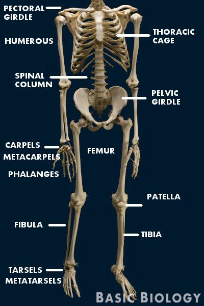 Mammalian Skeleton Basic Biology